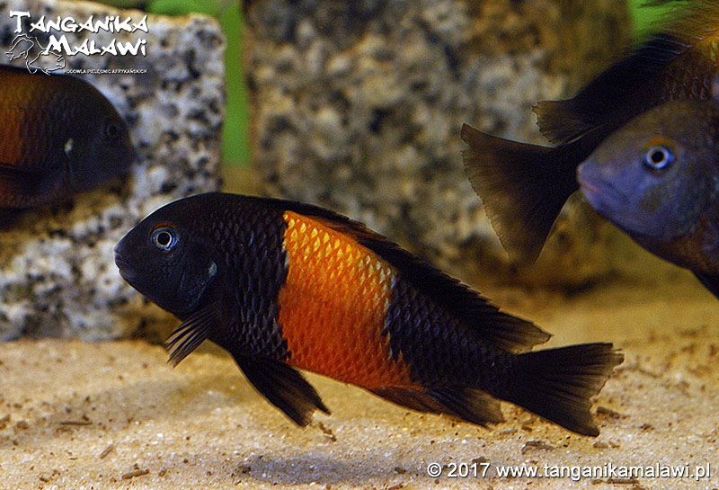 Tropheus sp. 'black' Bemba